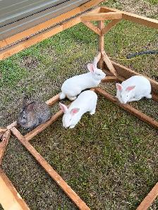 New Zealand bucks and SilverFox cross Rex doe Rabbits