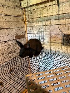 New Zealand bucks and SilverFox cross Rex doe Rabbits - Photo 4