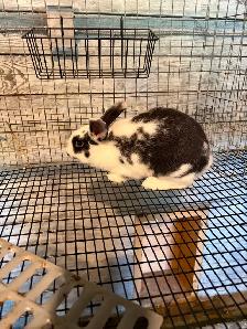 New Zealand bucks and SilverFox cross Rex doe Rabbits - Photo 5