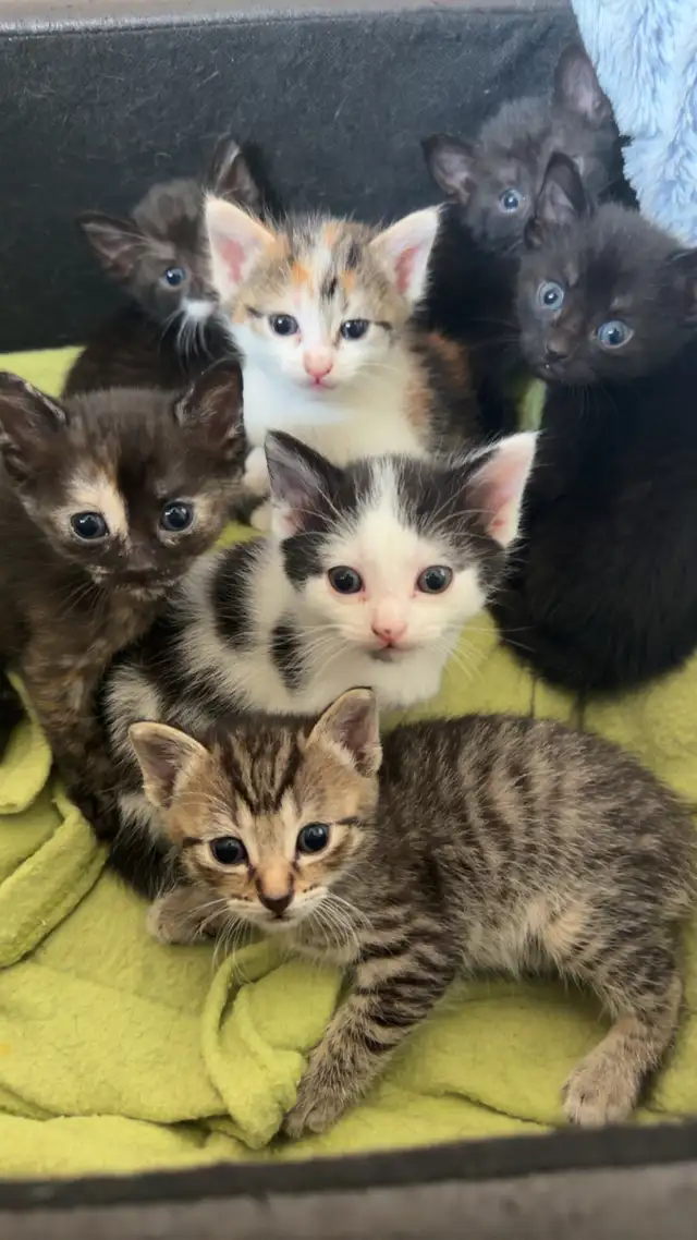 6 week old kittens.
