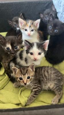 6 week old kittens.