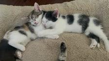 6 week old kittens. - Photo 3