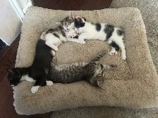 6 week old kittens. - Photo 4