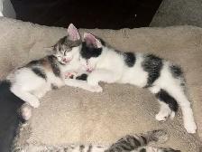 6 week old kittens. - Photo 5