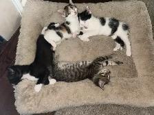 6 week old kittens. - Photo 6
