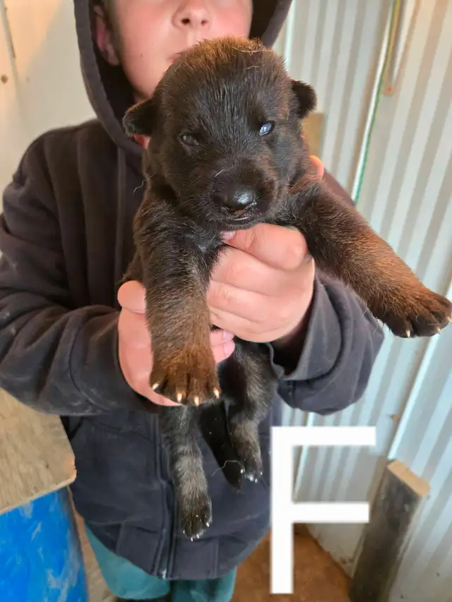 REGISTERED GERMAN SHEPHERD PUPS