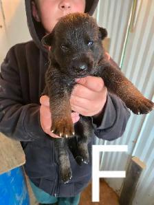REGISTERED GERMAN SHEPHERD PUPS