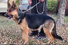 REGISTERED GERMAN SHEPHERD PUPS - Photo 10