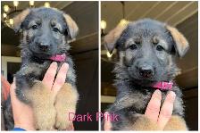 GERMAN SHEPHERD PUPPIES - 2 FEMALES - Photo 2