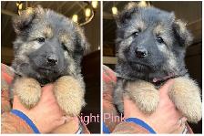 GERMAN SHEPHERD PUPPIES - 2 FEMALES - Photo 3