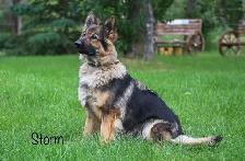 GERMAN SHEPHERD PUPPIES - 2 FEMALES - Photo 4