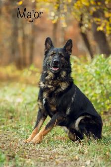 GERMAN SHEPHERD PUPPIES - 2 FEMALES - Photo 5