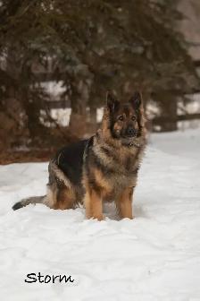 GERMAN SHEPHERD PUPPIES - 2 FEMALES - Photo 6