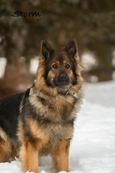 GERMAN SHEPHERD PUPPIES - 2 FEMALES - Photo 7