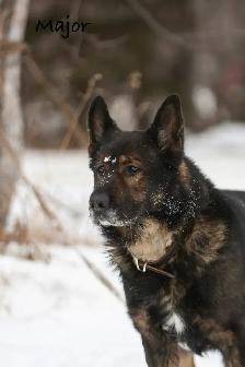 GERMAN SHEPHERD PUPPIES - 2 FEMALES - Photo 8