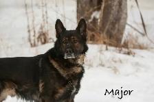 GERMAN SHEPHERD PUPPIES - 2 FEMALES - Photo 9