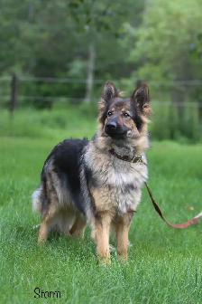 GERMAN SHEPHERD PUPPIES - 2 FEMALES - Photo 10