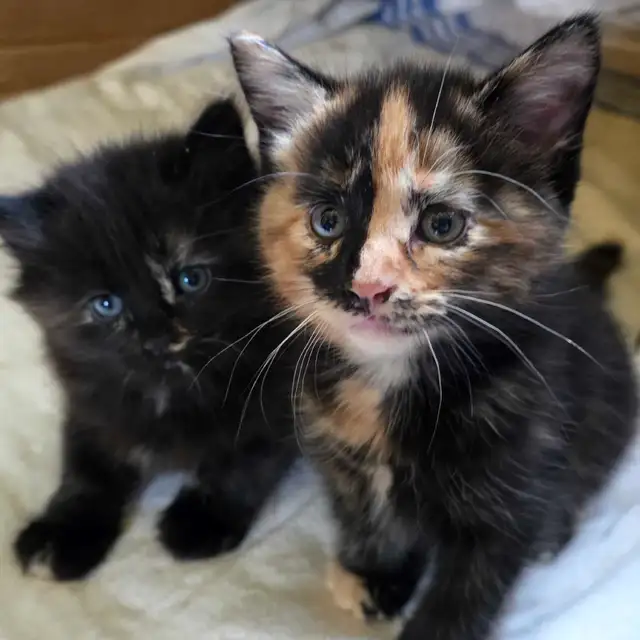 Bébé chattes caramel/brunes super mignonnes