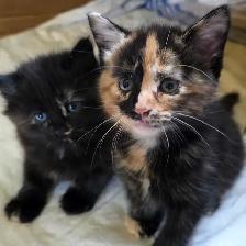 Bébé chattes caramel/brunes super mignonnes