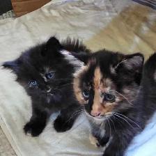 Bébé chattes caramel/brunes super mignonnes - Photo 2