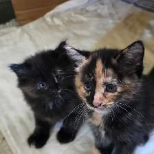 Bébé chattes caramel/brunes super mignonnes - Photo 3