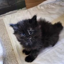 Bébé chattes caramel/brunes super mignonnes - Photo 5
