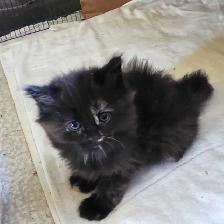 Bébé chattes caramel/brunes super mignonnes - Photo 6
