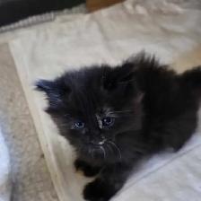 Bébé chattes caramel/brunes super mignonnes - Photo 7