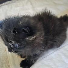 Bébé chattes caramel/brunes super mignonnes - Photo 8