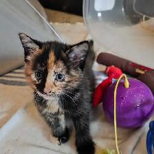 Bébé chattes caramel/brunes super mignonnes - Photo 9