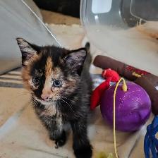 Bébé chattes caramel/brunes super mignonnes - Photo 10