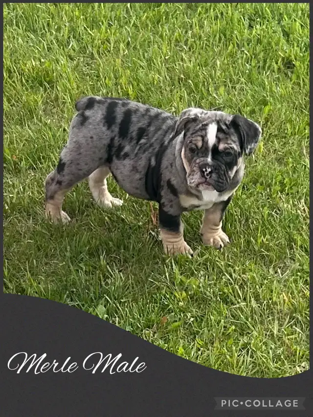 Bantam Bulldog Puppies