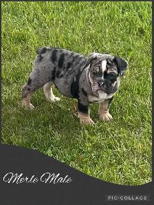 Bantam Bulldog Puppies