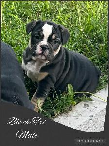 Bantam Bulldog Puppies - Photo 2