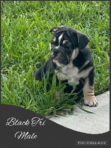 Bantam Bulldog Puppies - Photo 3