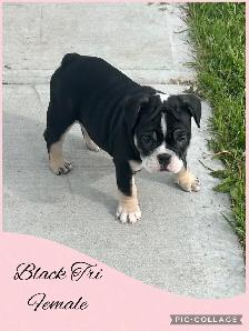 Bantam Bulldog Puppies - Photo 4