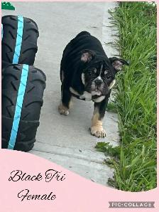 Bantam Bulldog Puppies - Photo 5