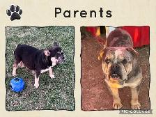 Bantam Bulldog Puppies - Photo 6