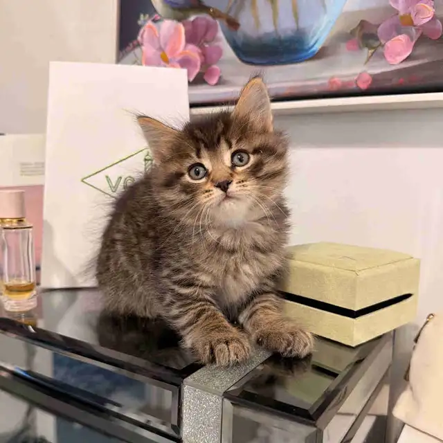 ❤️ Siberian  kittens ❤️(437) 292-1163