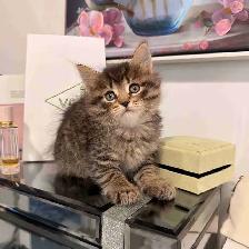 ❤️ Siberian  kittens ❤️(437) 292-1163