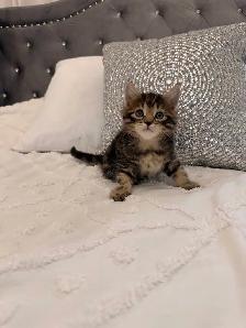 ❤️ Siberian  kittens ❤️(437) 292-1163 - Photo 3
