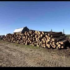 Cedar Logs / Posts