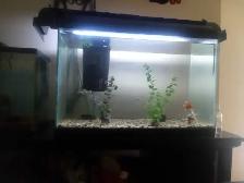 aquarium 30 gallons a vendre 20$. doit partire. merci