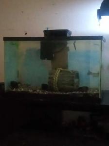 10 gallons a vendre 20$