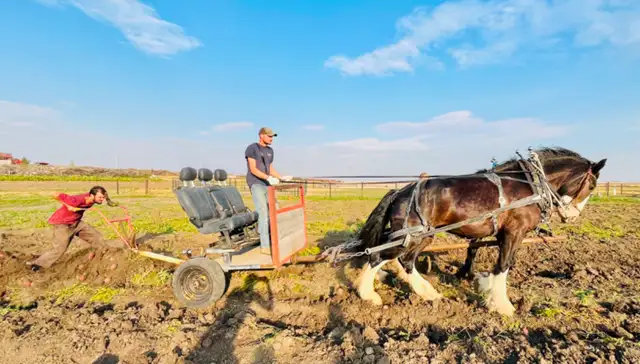 LOOKING for Draft Horse Harness (for farm work)