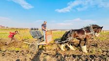 LOOKING for Draft Horse Harness (for farm work)