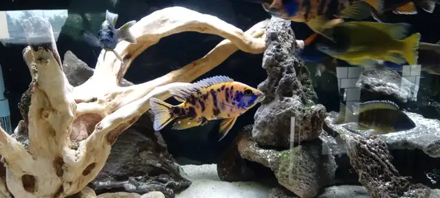Peacock Cichlids