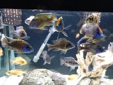 Peacock Cichlids - Photo 2