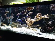 Peacock Cichlids - Photo 6
