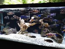 Peacock Cichlids - Photo 7